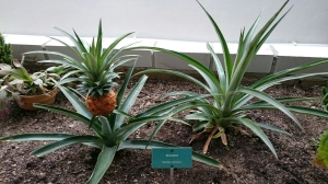 Kävimme nyt myös sisällä kasvihuoneessa, jossa kasvatettiin mm. ananasta.